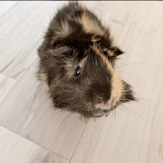 巻き毛モルモット男の子一歳の里親募集です