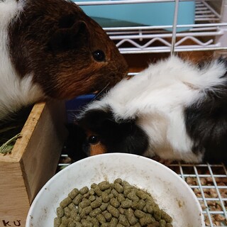 モルモット２匹(男の子)