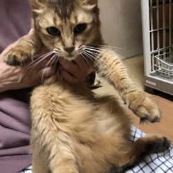 三重県桑名市５月８日(日)第１２６回リトルパウエイド譲渡会