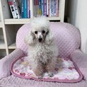 トイプードルのホワイトちゃん！