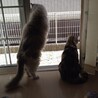 hachi729
