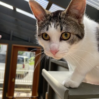 【兄弟猫】キジ白の男の子