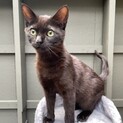 【黒猫】かわいい男の子