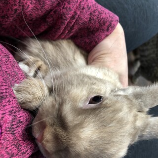 うさぎさん：ネザーランドドワーフ（9カ月弱♂）