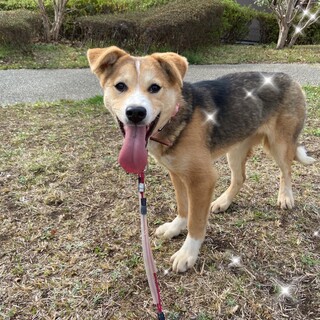 おっとり✴︎ももちゃんの家族を探してます。11キロ