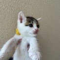生後1ヶ月程　4兄弟　男の子です