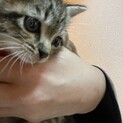 生後1ヶ月程　4兄弟　女の子です