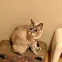 シャム系美猫さん♡すいちゃん