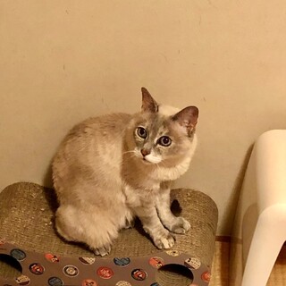 シャム系美猫さん♡すいちゃん