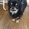  チワワのメルちゃん♀４才 サムネイル2
