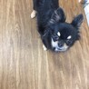  チワワのメルちゃん♀４才 サムネイル4