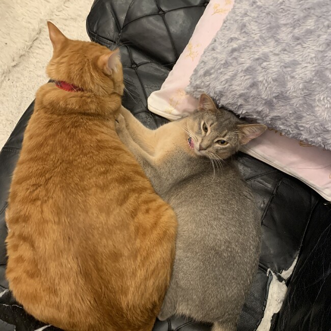 れぃちょすのカバー写真