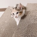 元気で遊び好きな子猫ちゃん