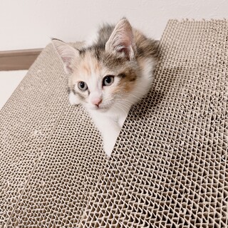元気で遊び好きな子猫ちゃん