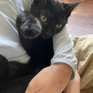 とっても人懐っこい黒猫の男の子