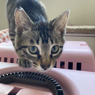 人慣れ抜群キジトラ君