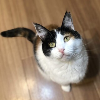 【ぴょんちゃん】おかげさまで里親様が決まりました。