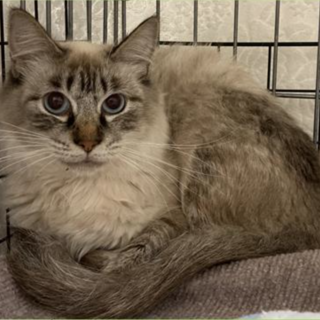 募集一時停止シャムサバ系ポプ子ちゃん