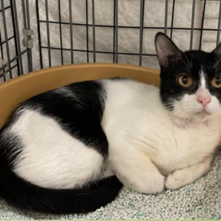 募集一時停止　人気のハチワレ柄ピピ美ちゃん