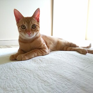 シャイな美男子♥️クルーニー君(白血病+)