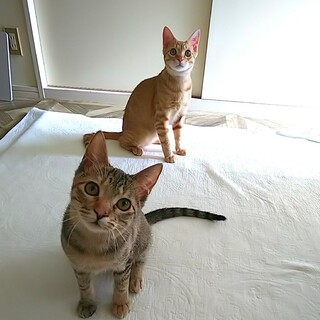 可憐でわんぱく♡コモちゃん(白血病+)