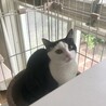 美猫な男の子 サムネイル5