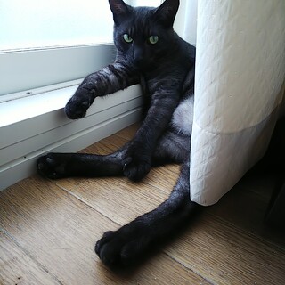 シャイな甘えん坊♡マール君