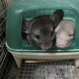 チンチラ幼少期