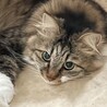 かかって来いモード