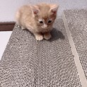 たくましいやんちゃな男の子