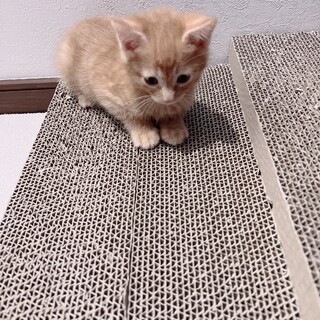 たくましいやんちゃな男の子
