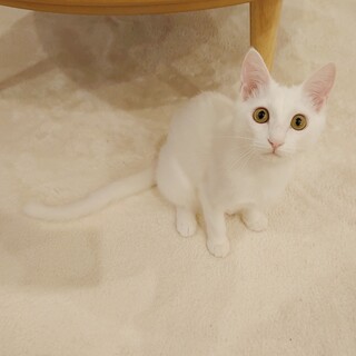 真っ白でかわいい女の子♡