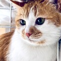 シャム系アリス姫