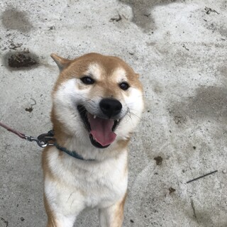 元気いっぱいの男の子