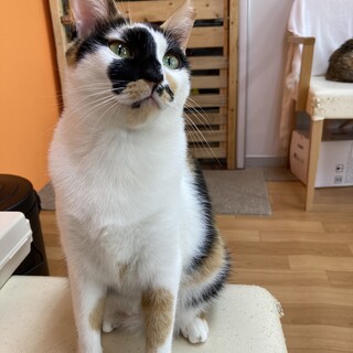 昭和顔の三毛さん※梅子