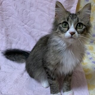 長毛美人なクロエちゃん