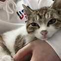 人懐っこい子猫です