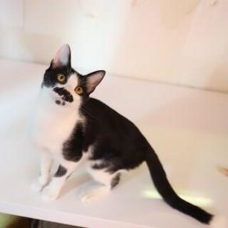 クック♡とても穏やかでフレンドリーな子です