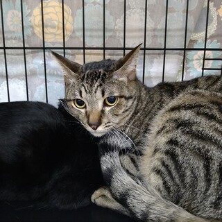 甘えたのキジ猫さん