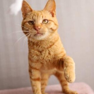 風月♡ベタベタのあまえんぼうでフレンドリーな子です