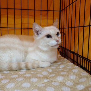 人馴れバッチリ可愛い猫さん