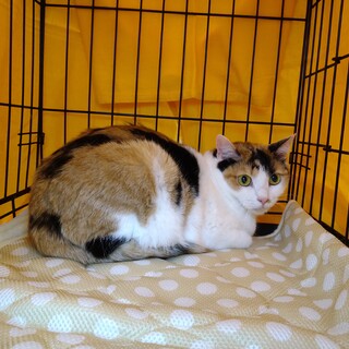 可愛い三毛さん