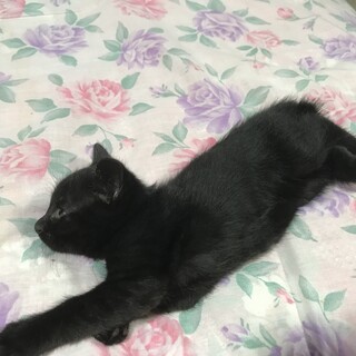 生まれ1か月の子猫です。