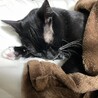 の写真