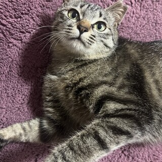 甘えん坊女の子とろろちゃん