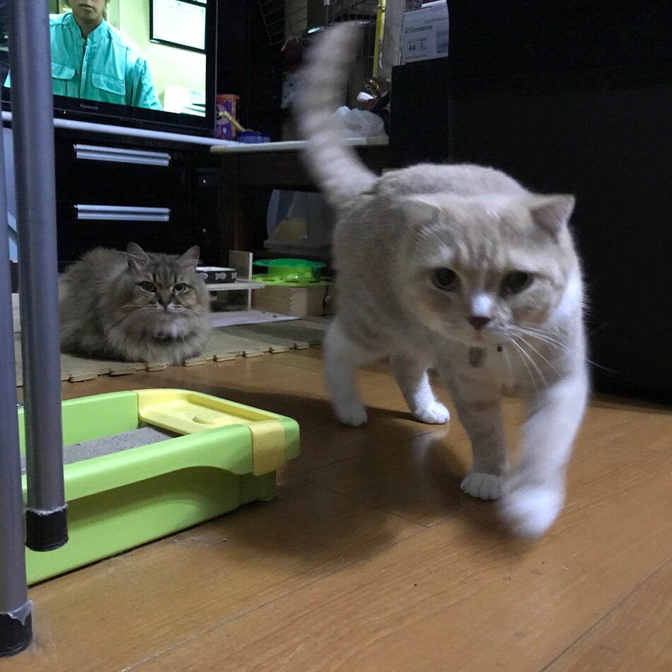 ルイのカバー写真