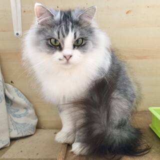 女王様顔！ツンデレなメープルちゃん