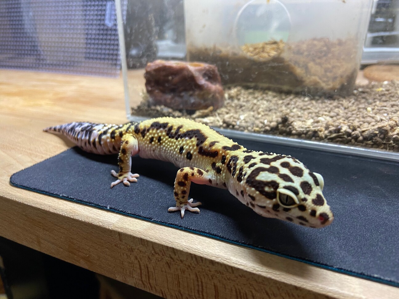 歩行型たまねぎ収穫機 クボタ ボニータ OH2S