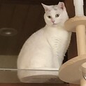 【公家】おかげさまで里親様が決まりました。