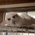 【イナズマ】おかげさまで里親様が決まりました。